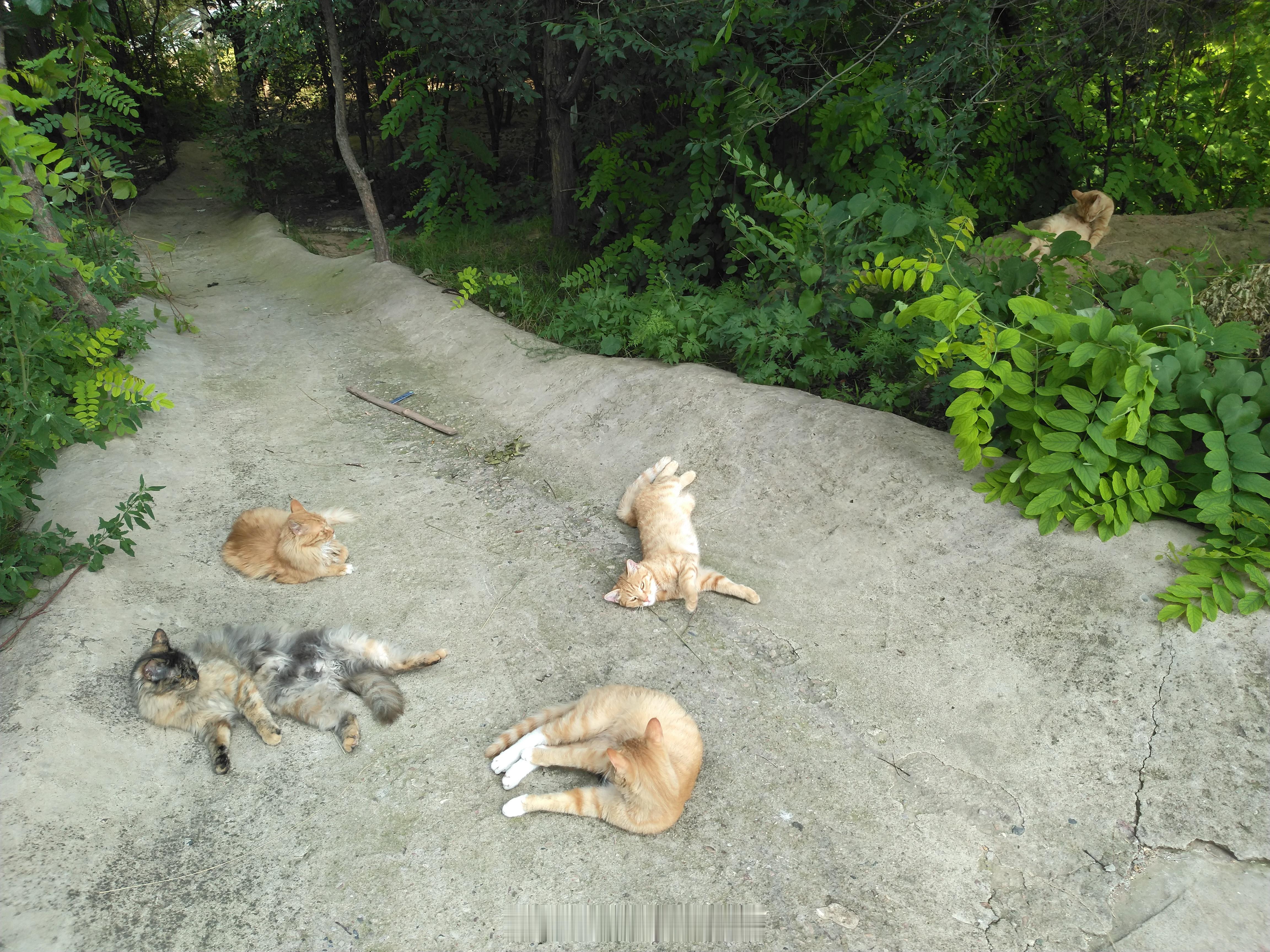 猫流浪猫 这些家伙吃饱了开始各种打滚舔毛，不用上班还有人关心 张家口