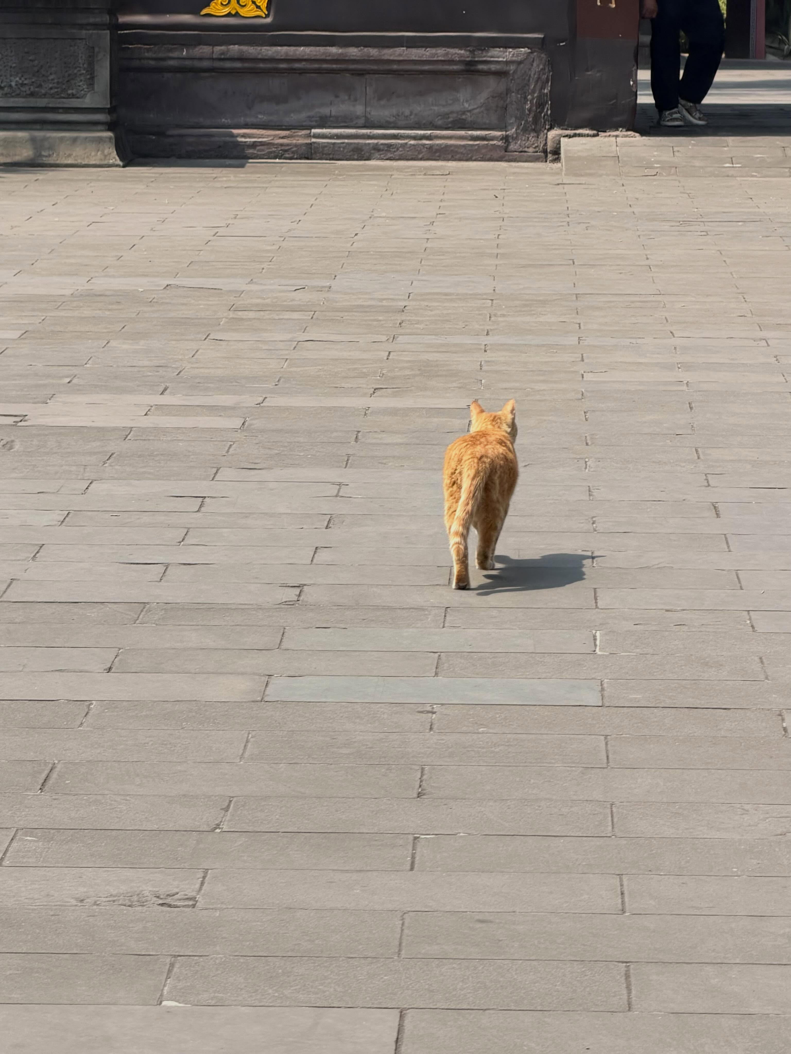 🐈 