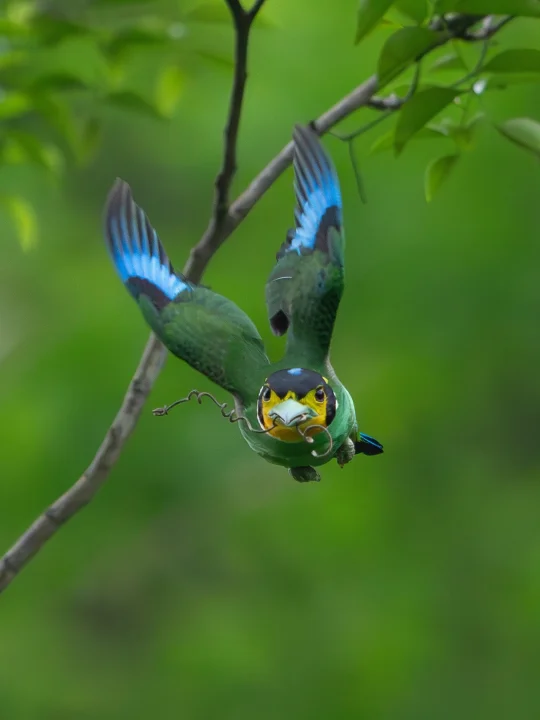 飞翔的“小钢盔🪖”