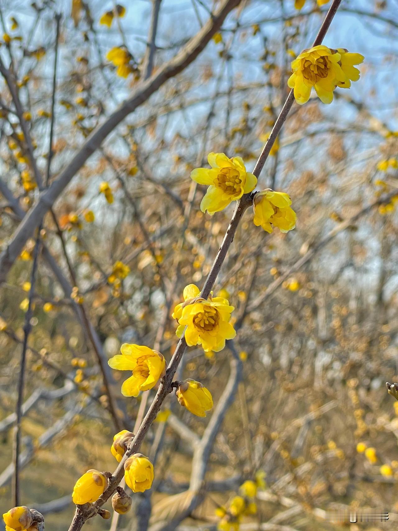 赏花喝醋