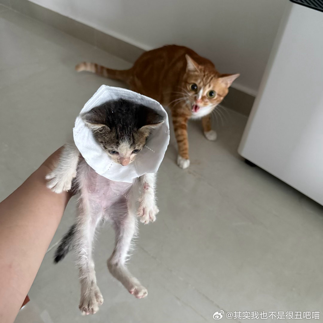 50152【丑猫】丑得无需多言丑猫卢浮宫