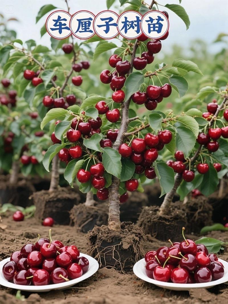 进口车厘子“漂洋过海”迎来“价格大跳水” 市场背后隐藏的“水果大战”  

随着