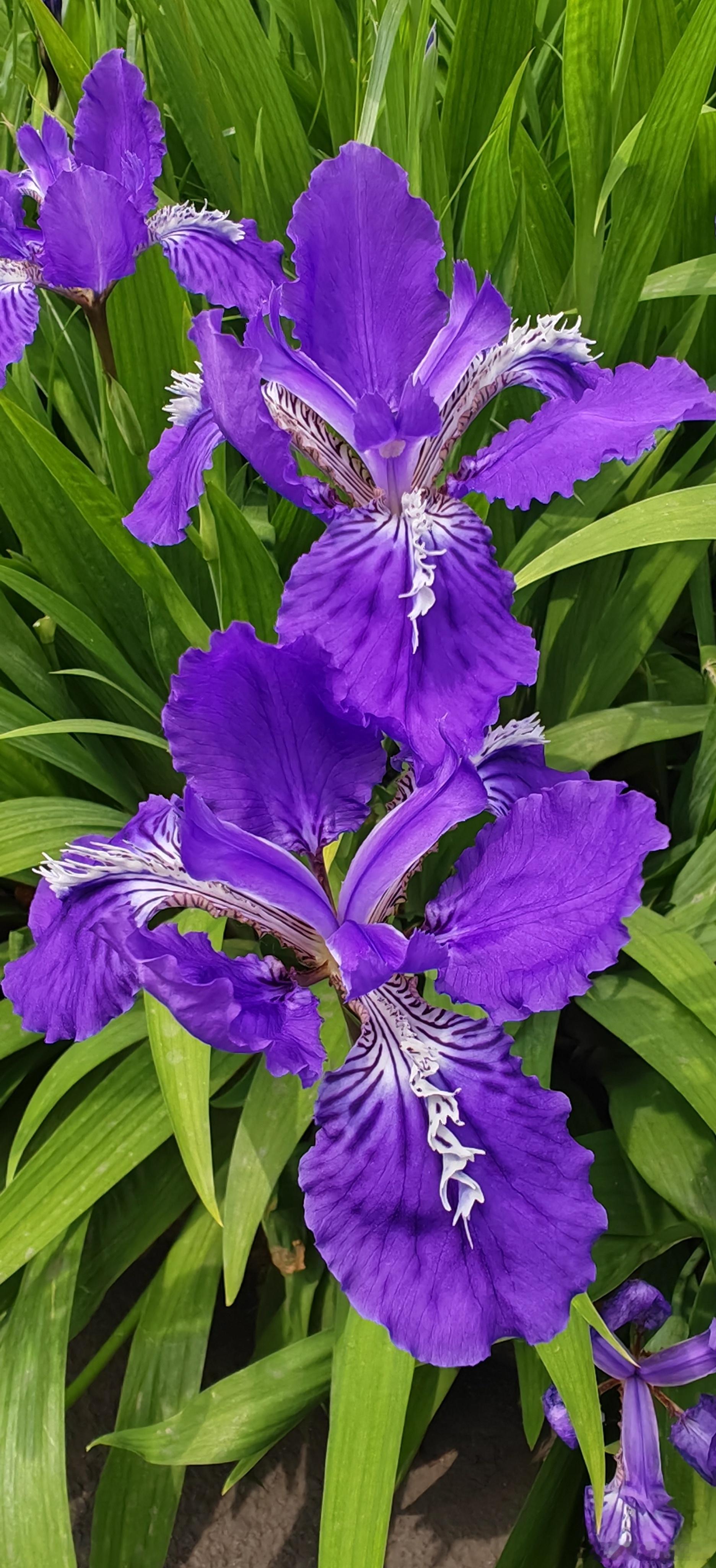 鸢尾花悄然绽放，一抹湛蓝醉春光～寻美河南