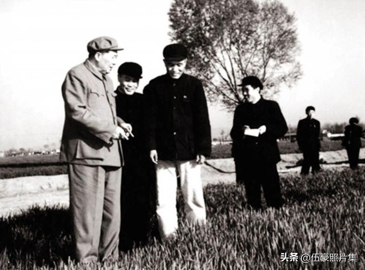 1959年4月13日，毛泽东主席在济南大辛庄麦田视察的老照片。视察中，毛泽东主席