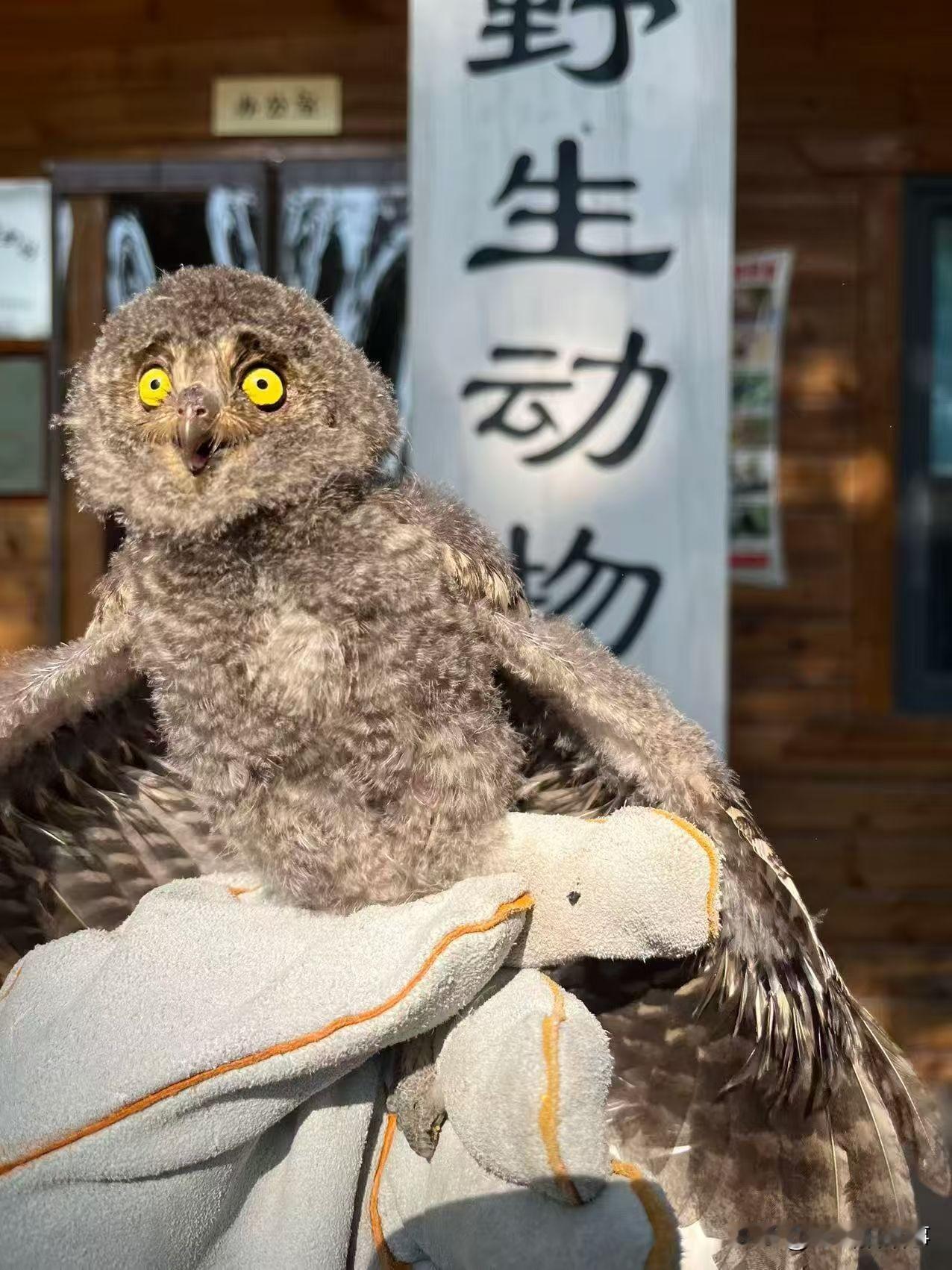2026年6月16日，郑州市野生动物救护站工作人员，应爱心人士孟先生的求助，前往