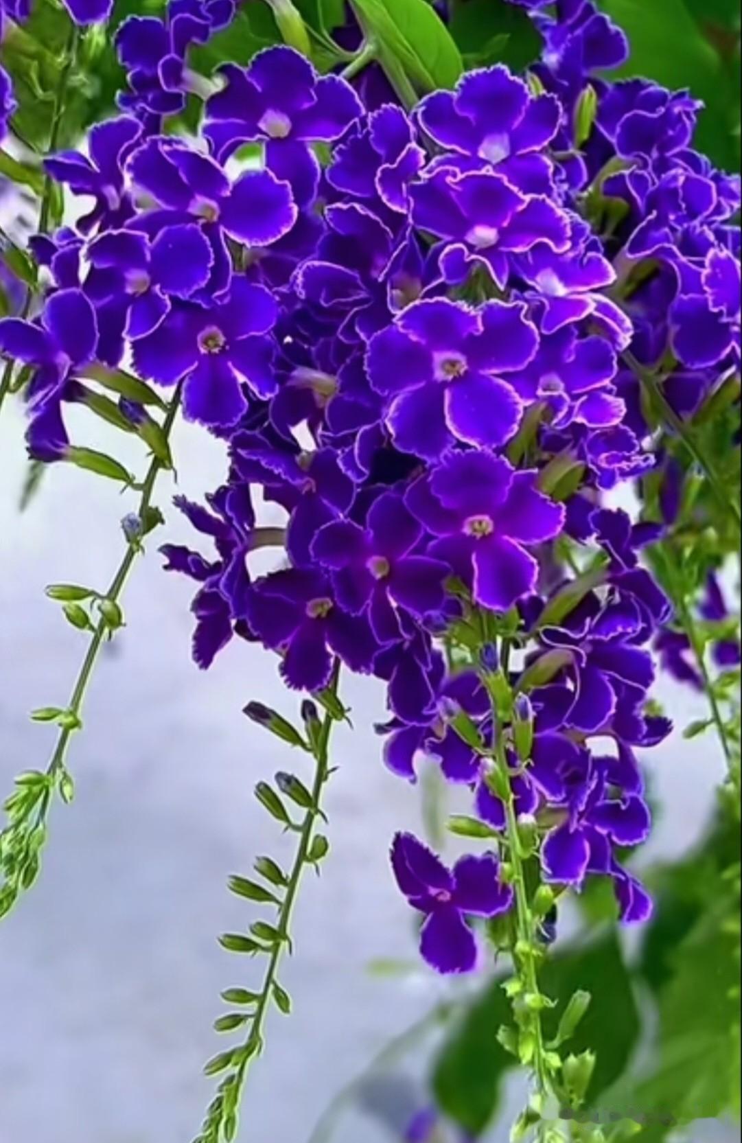 这花也太仙了吧！紫色花瓣+白色蕾丝边，还自带巧克力香，是蕾丝金露花（也叫假连翘）