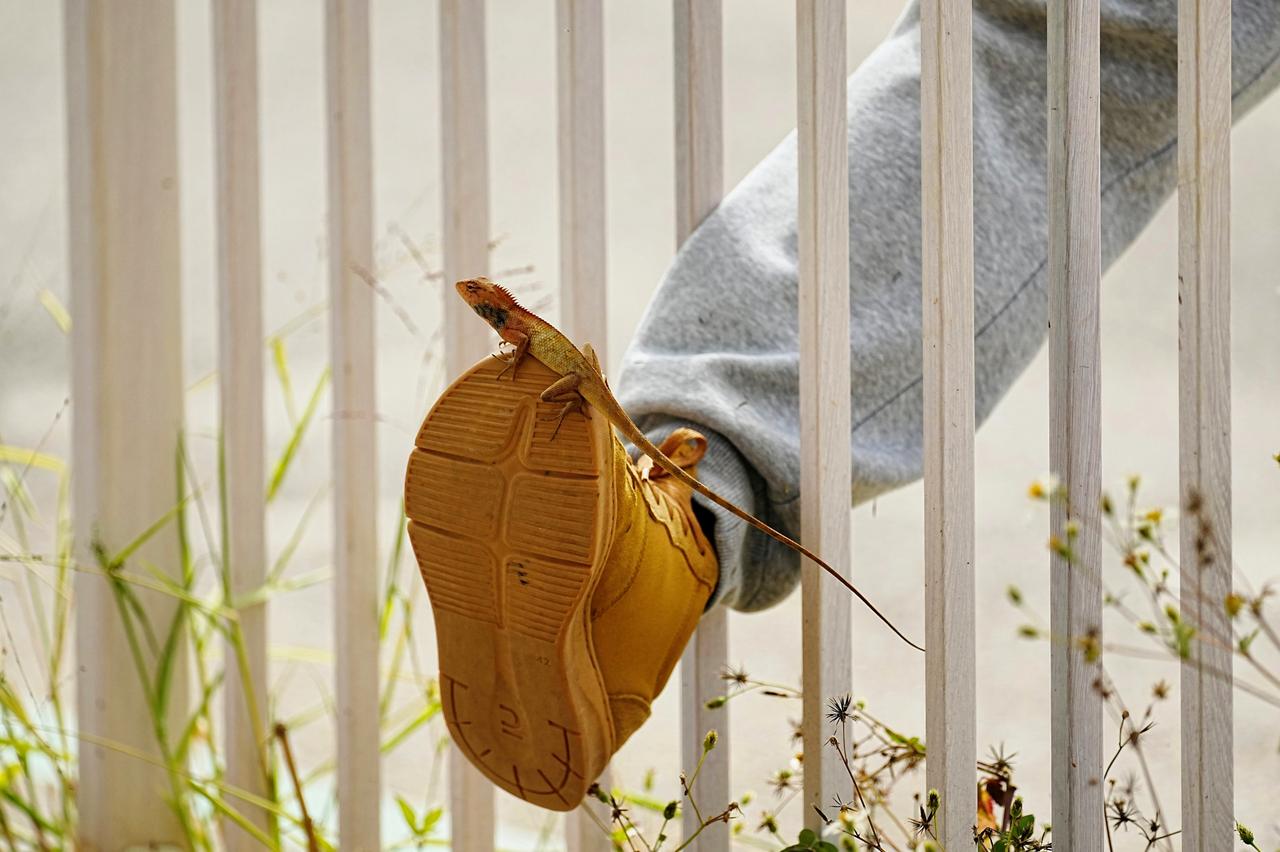 《生灵的足迹》
 解析：蜥蜴的足迹印在鞋底的纹路里，既是物理上的重合，也象征着人