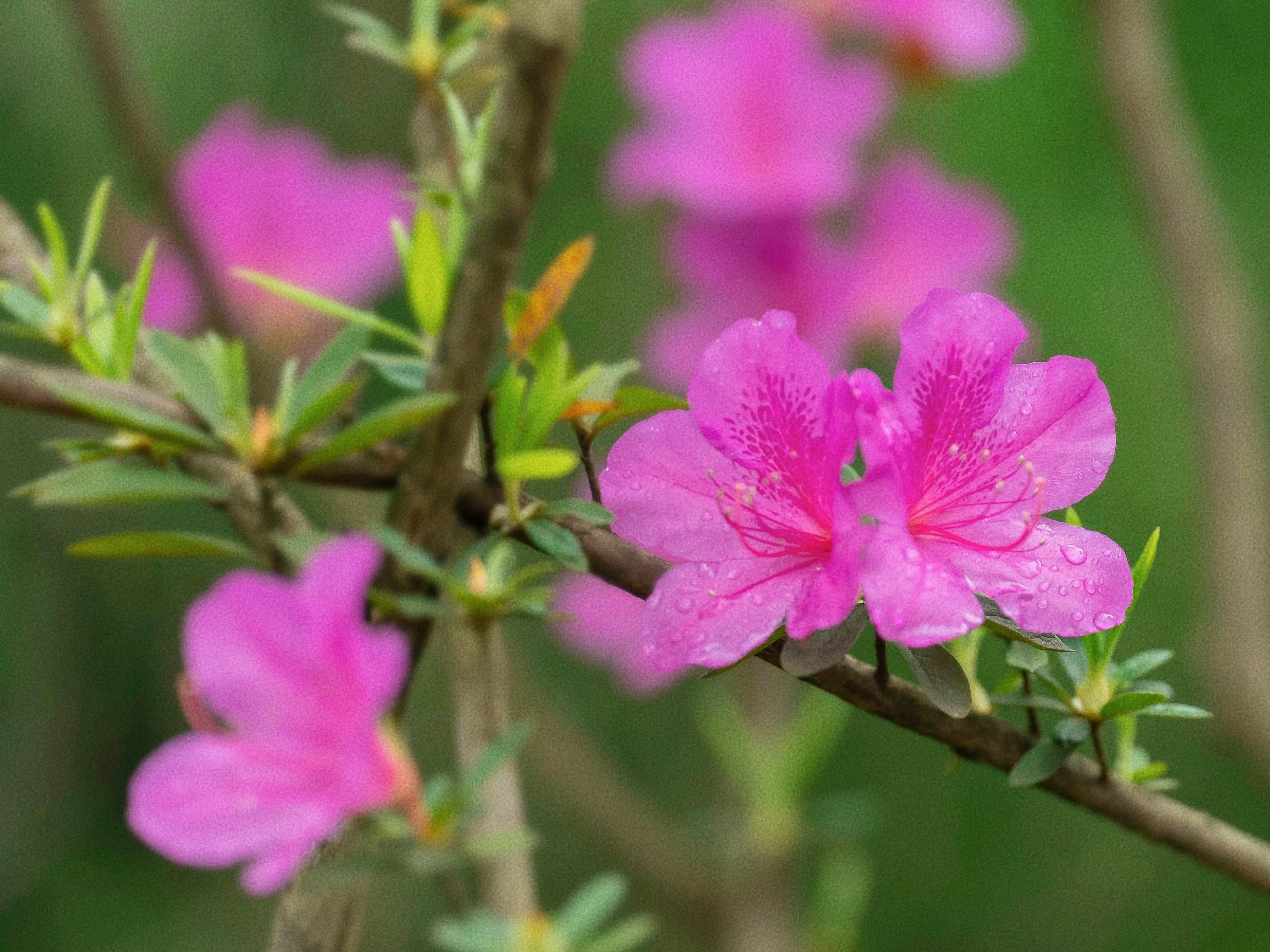 红艳艳的杜鹃，是春天最热烈的告白。假日尾声，留下一地芬芳与温柔的期许。🌺🌿 