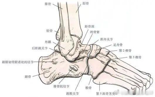 你有脚后跟吗  今天聊一个大家都知道，但平常不会想起来的部位——你的脚后跟，也就