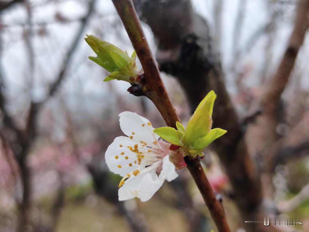 想象着昨夜风雨交加，这朵杏花在风中摇曳，却依旧倔强地绽放着。或许它也曾被狂风肆虐