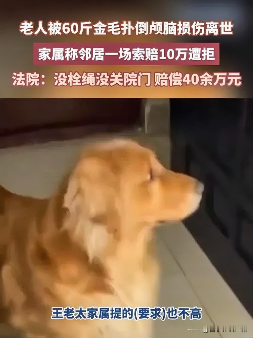 金毛未系绳扑倒老人，主人被判赔22万

河北保定一小区里，孙某饲养的金毛犬没系犬