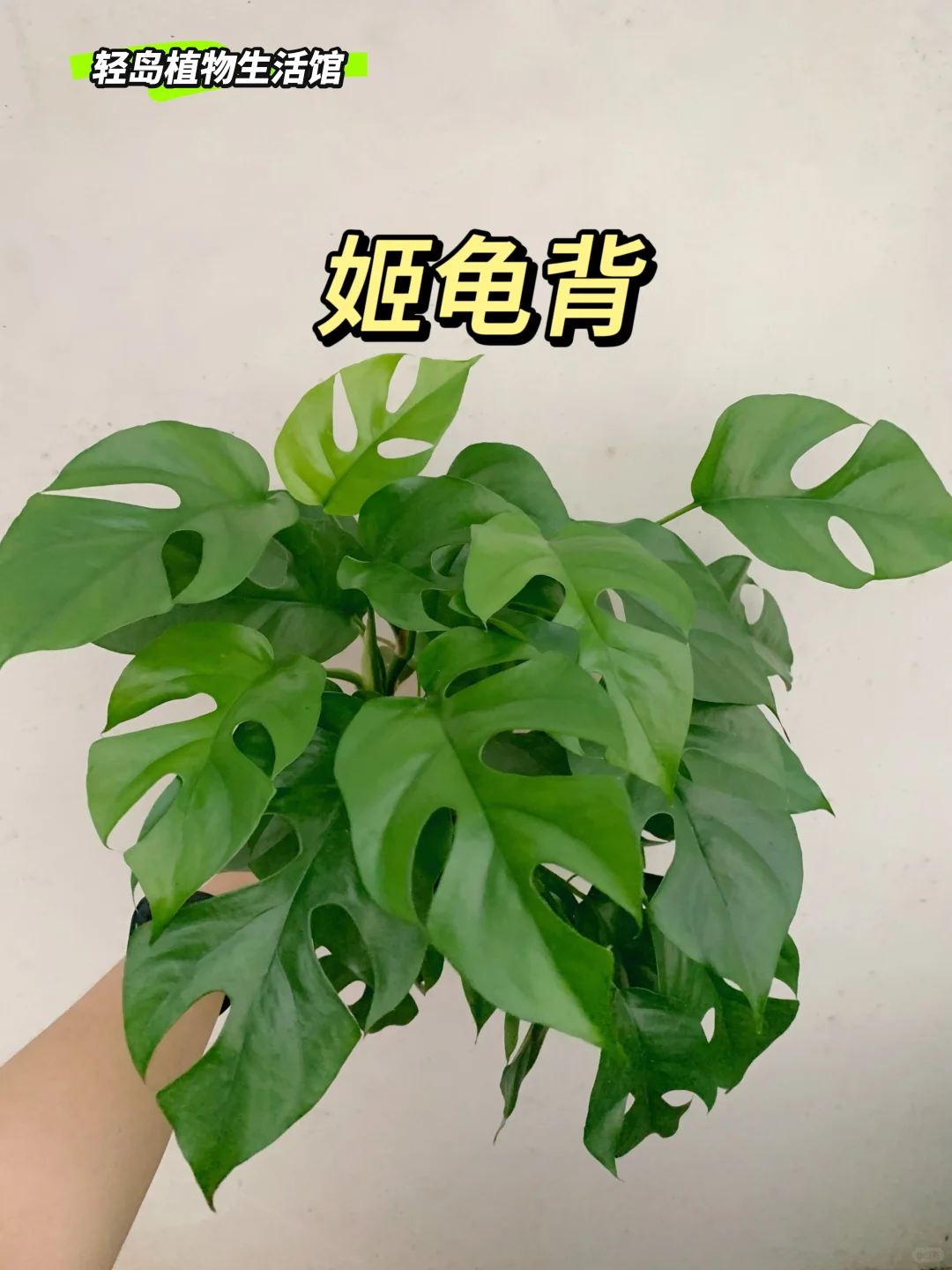 姬龟背，自然的小精灵✨