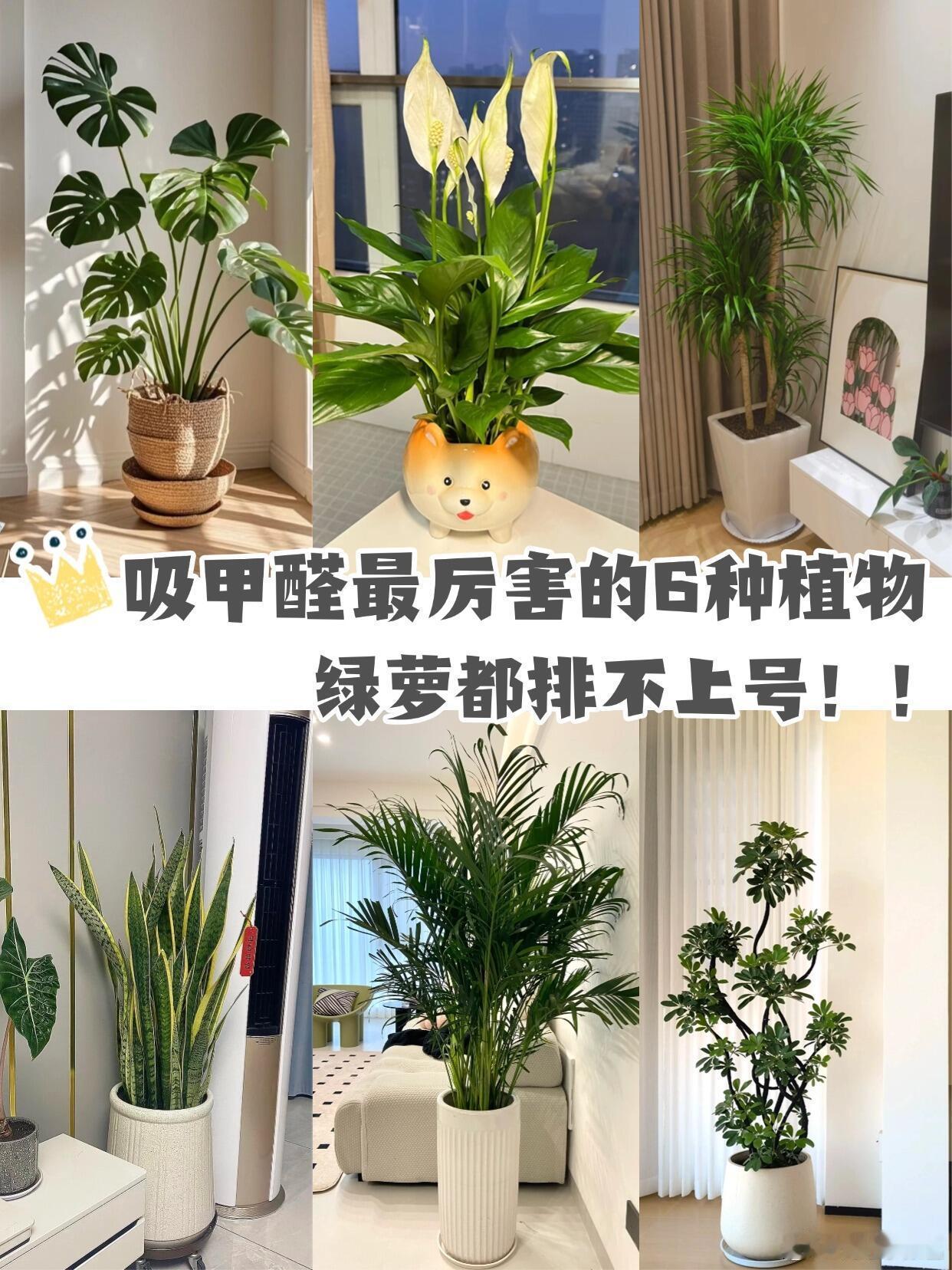 吸甲醛最厉害的6种植物新房装修后会产生的一种有害物质-甲醛☠️如果不去除甲醛的话