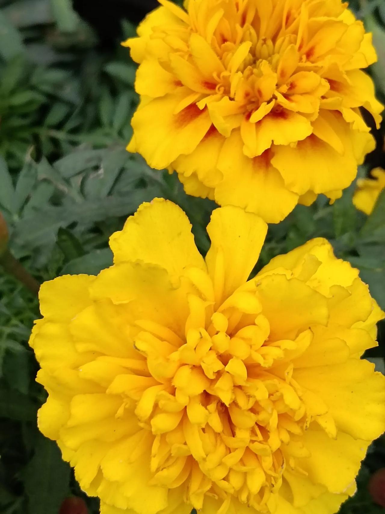 #分享一下你随手拍的小黄花#
广场上，旌旗舞。丰碑下，花如炬，金黄色的菊花给深秋