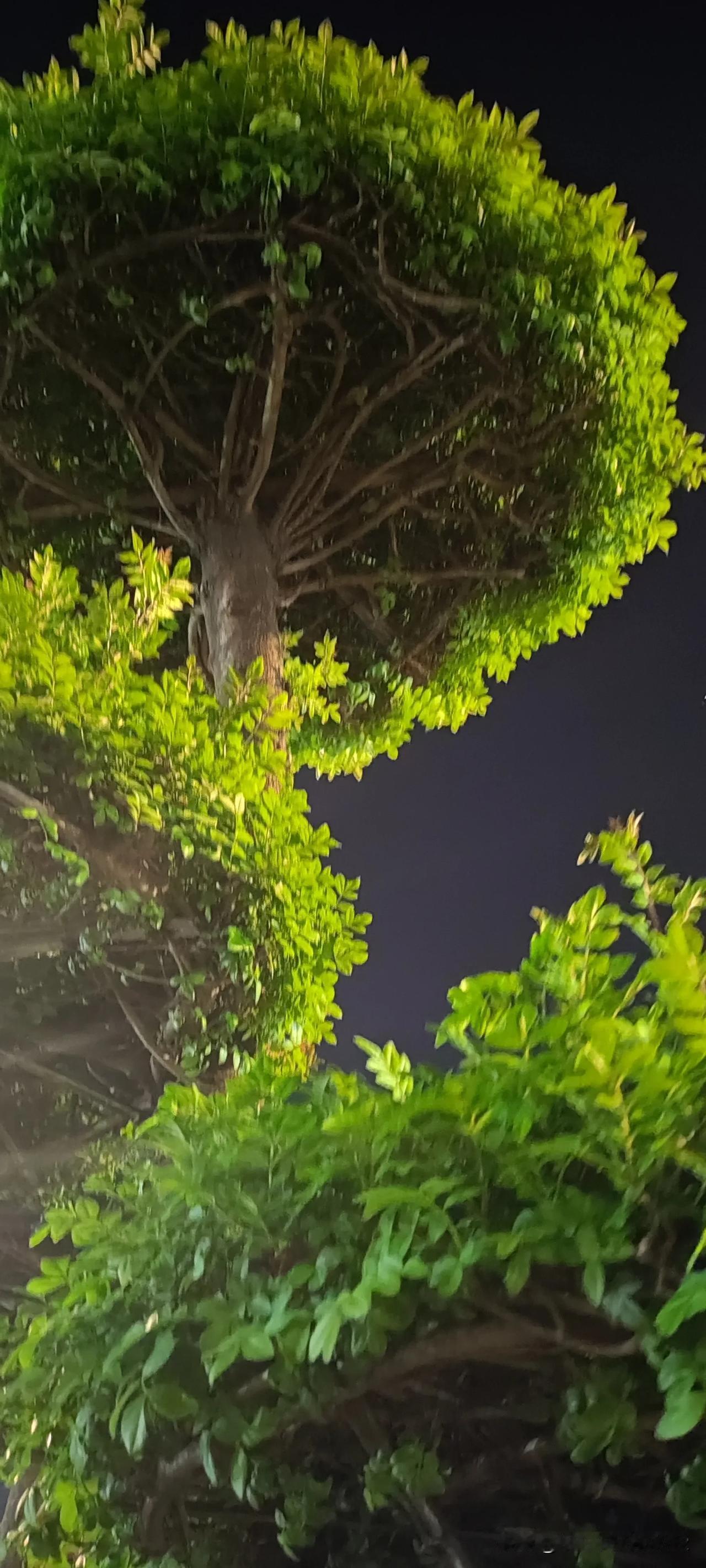 今天儿子问我，跆拳道有没有彩带？
我一怔:应该没有吧，我只听说紫带和黑带。
儿子