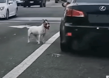 街头的心碎瞬间：小狗Chico的寻家之路

在加利福尼亚州长滩的一条道路上，一场