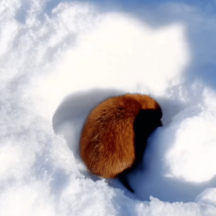 一家两家的，搁这儿造谣什么呢？一个糊糊碰瓷我已经够晦气了，怎么还凭空编了个丑糊蹭