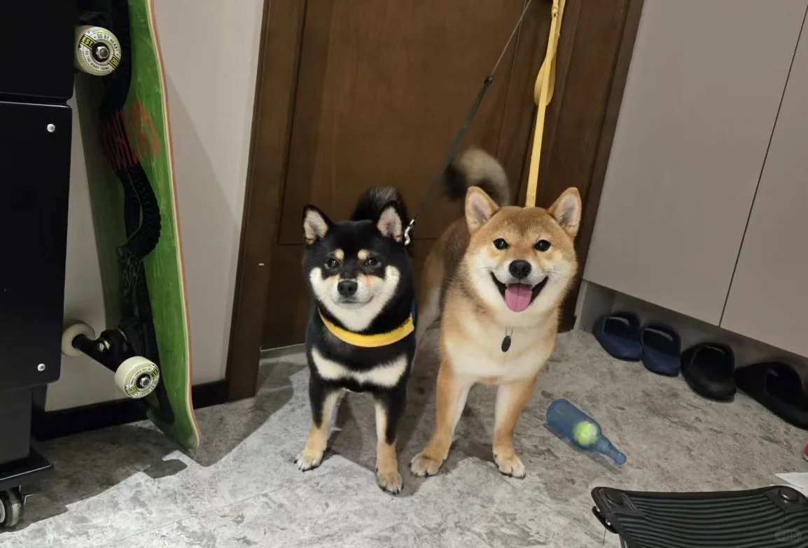 黑豆柴姐姐赤豆柴妹妹姐妹花