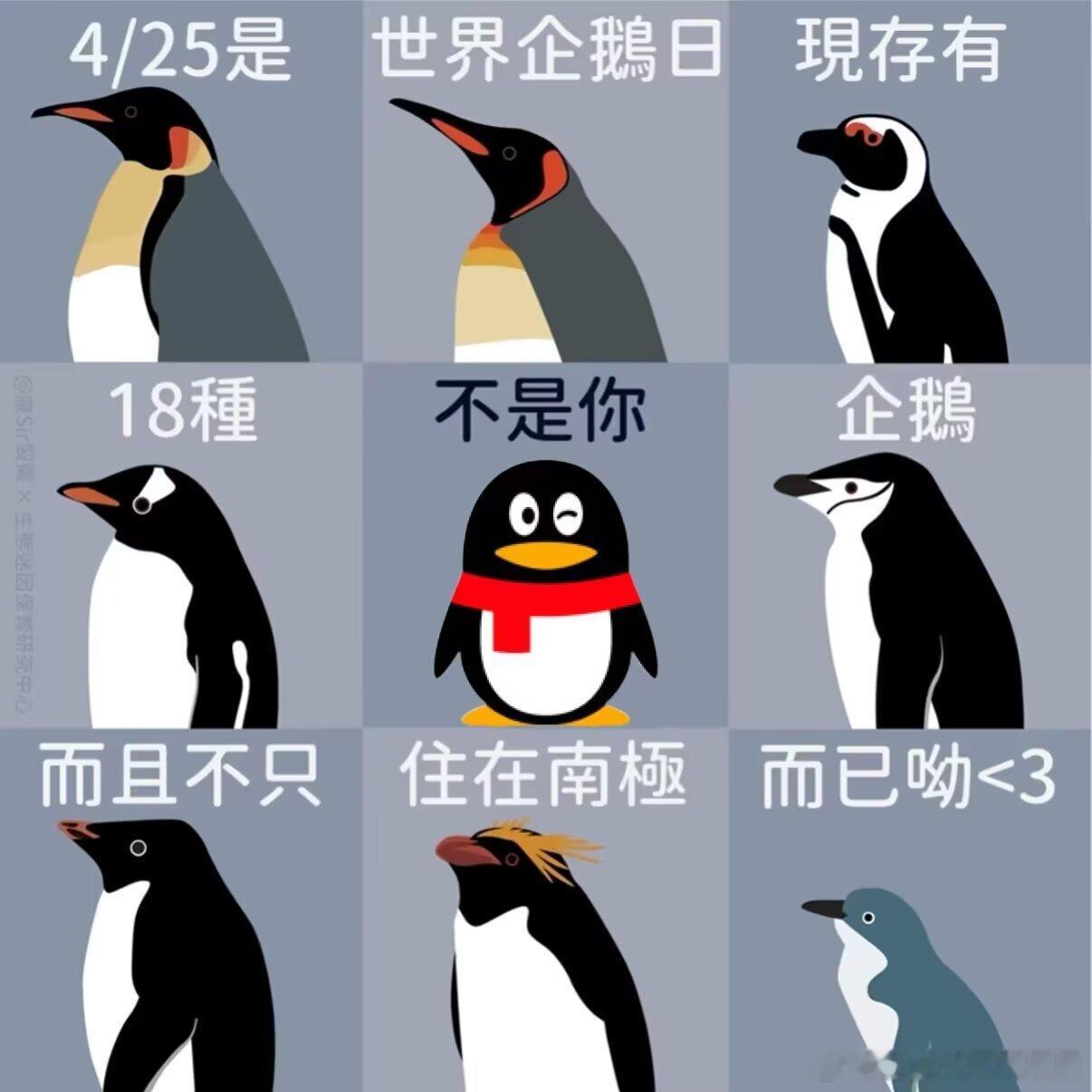 3472企鹅🐧 