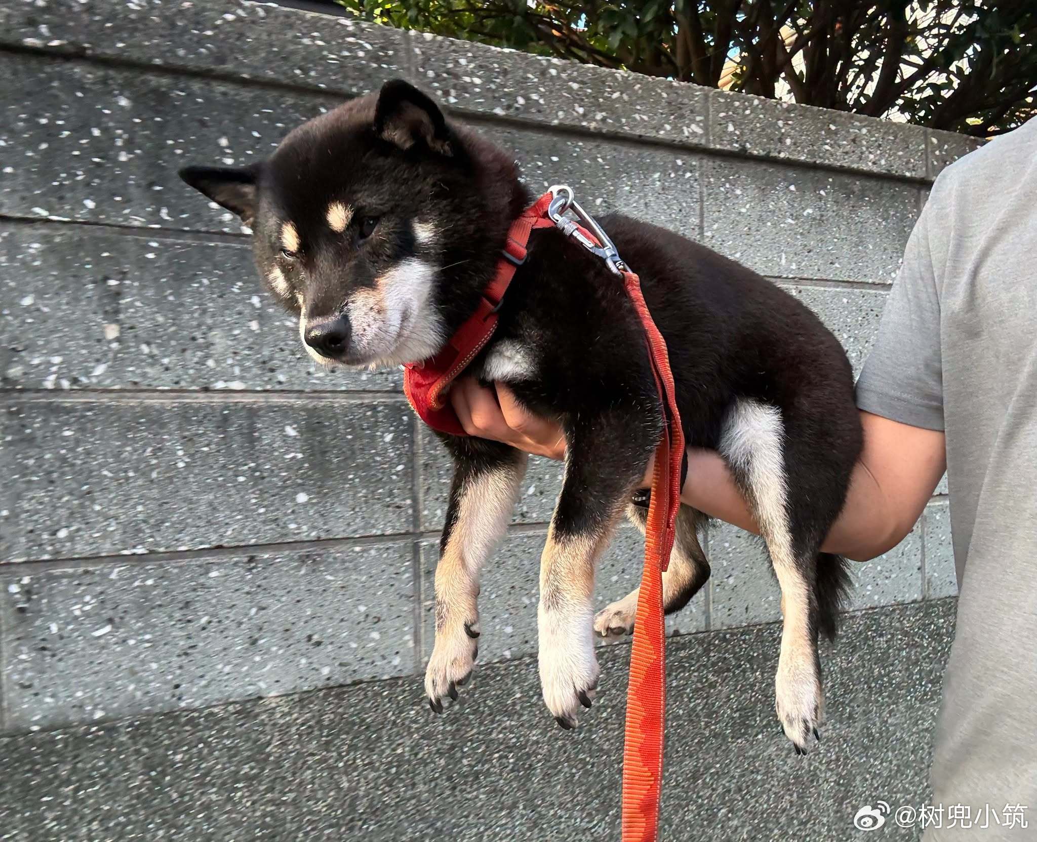 推主：是因为你一直吵着要散步，所以我才早点出门的，对吧？ ​​​