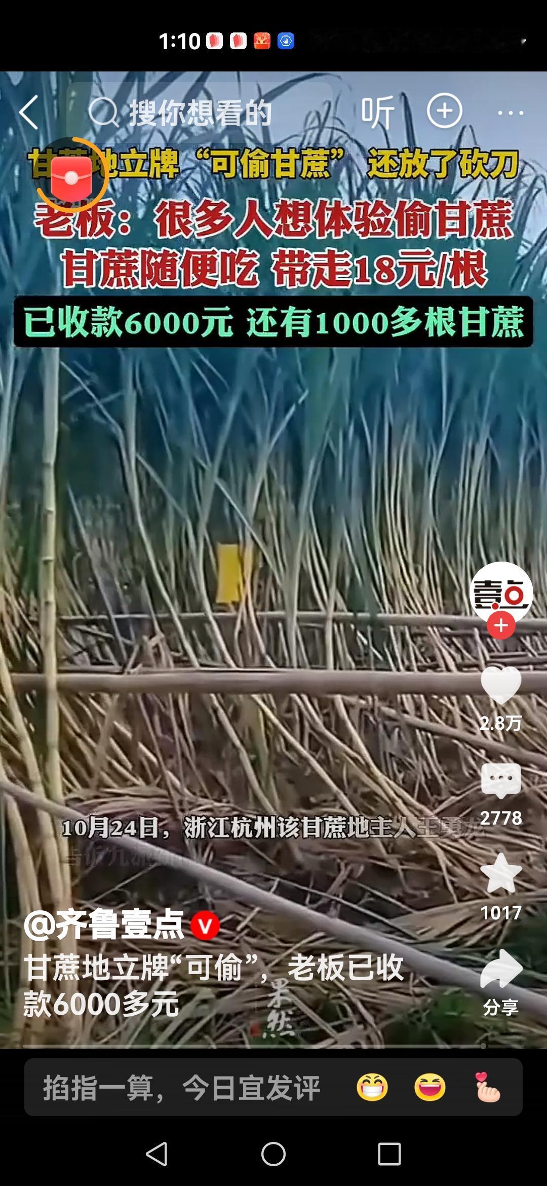 近日，浙江绍兴一块“可偷甘蔗地”成了网红打卡点。这块地的甘蔗已经成熟，地旁有块牌