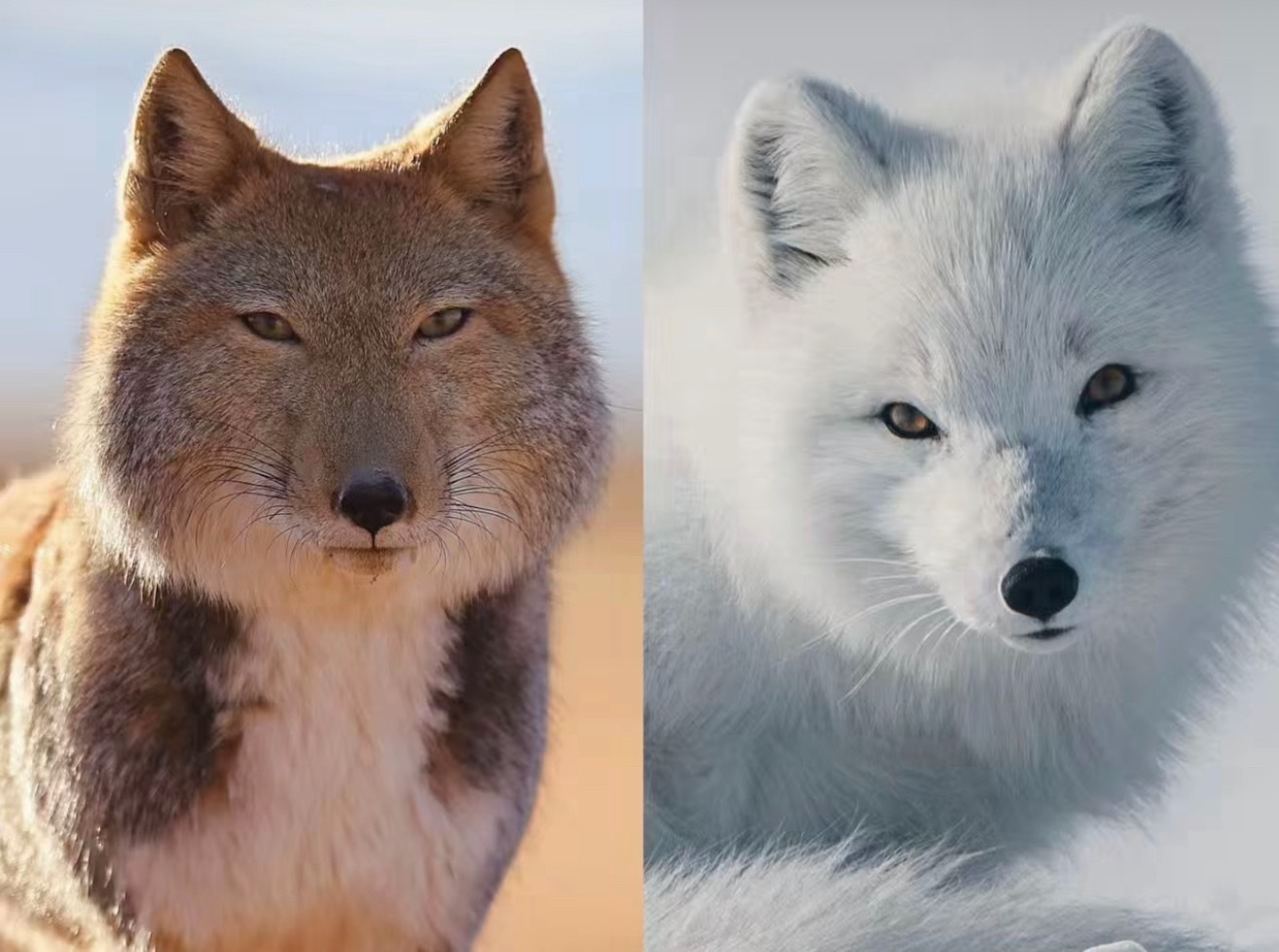 笑晕了，眼位高低对颜值的影响很明显哈哈哈… 