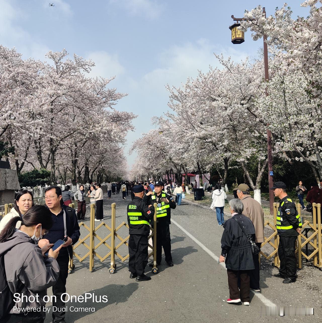 记录我的2026扬州樱花大道赏樱人络绎不绝，热度不减，十足的网红热门打卡目的地。