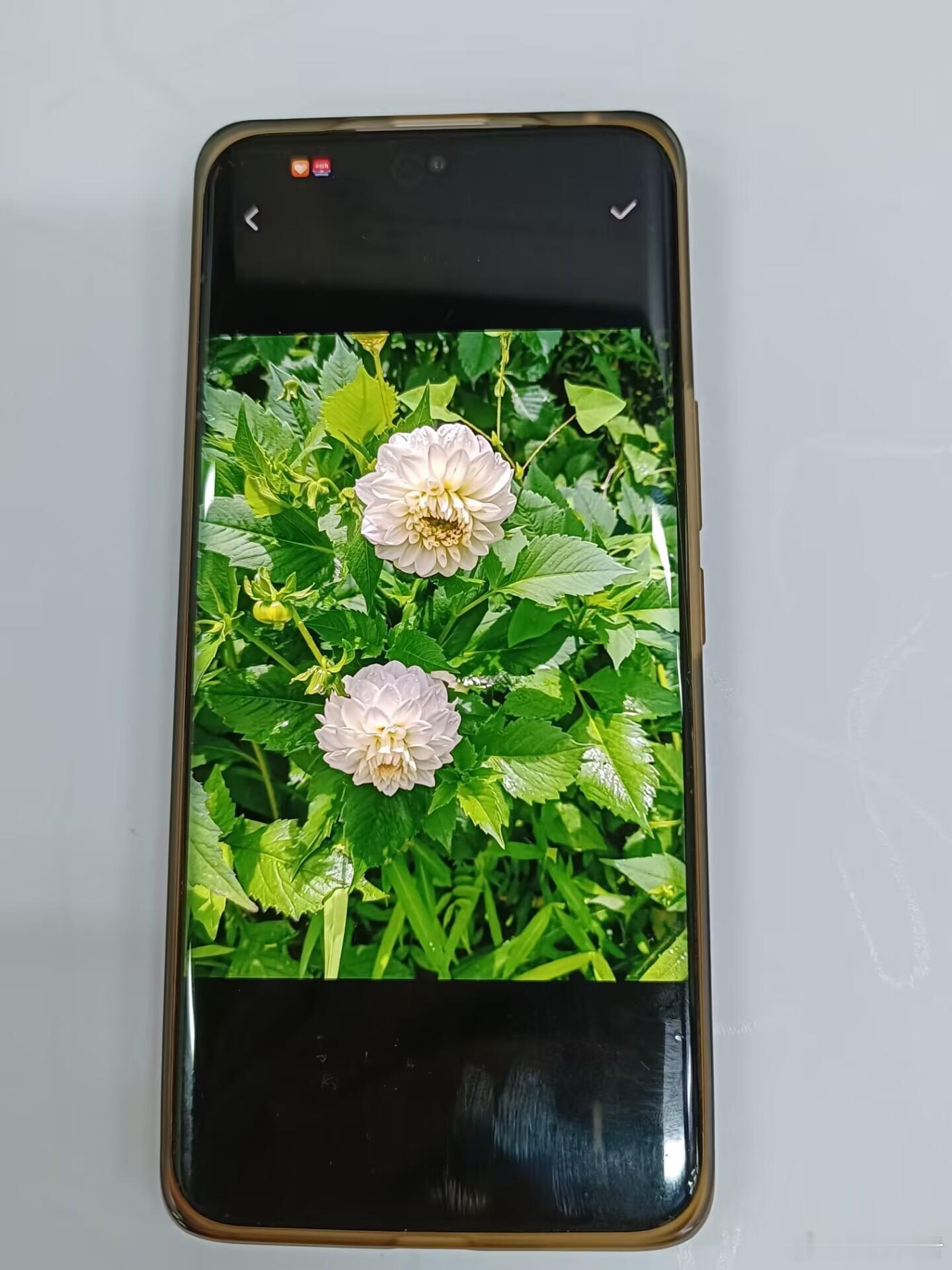 MagicOS好用功能推荐、万事找YOYO宝子们！MagicOS的「识物」功能真