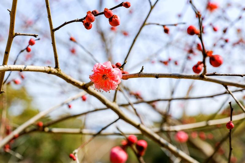 中国因高市早苗错误言论而对日反制，其实也是为日本好。
日本军国主义思想于人于己都