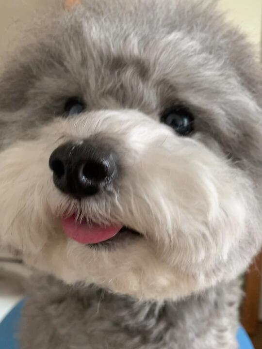 小狗味儿快溢出屏幕啦