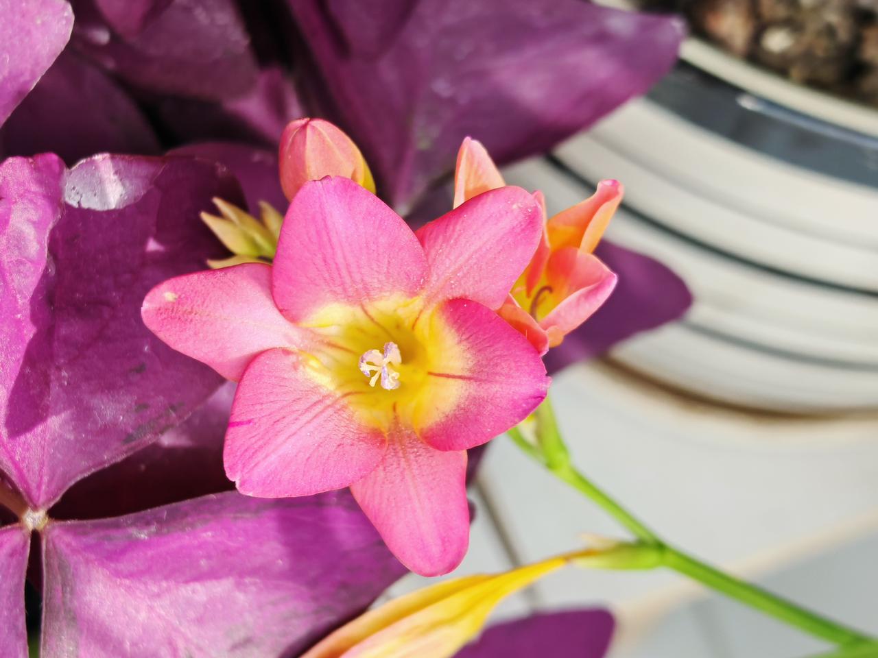 与痛风斗争的历程174
 
   今早起床，浑身关节都格外顺畅，没有明显痛感与不