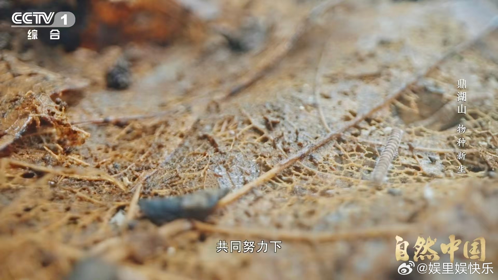 土壤的土腥味从何而来土壤形成是漫长自然过程，岩石风化破碎、沉积，再经生物分解转化