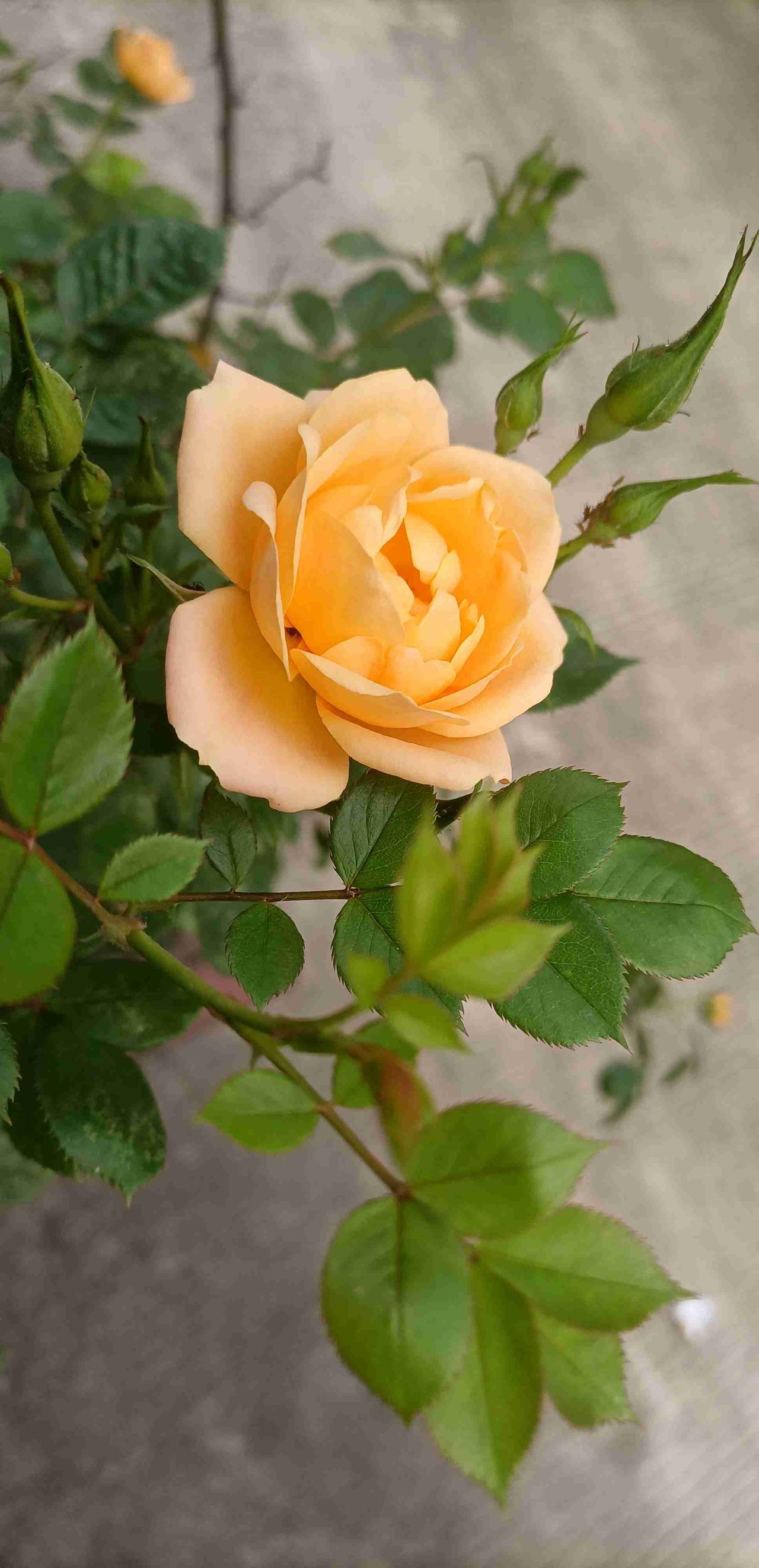 【春之韵·一朵桔黄色的蔷薇花】带定位晒今日生活 今天心情轻松愉快，外面还是大晴天