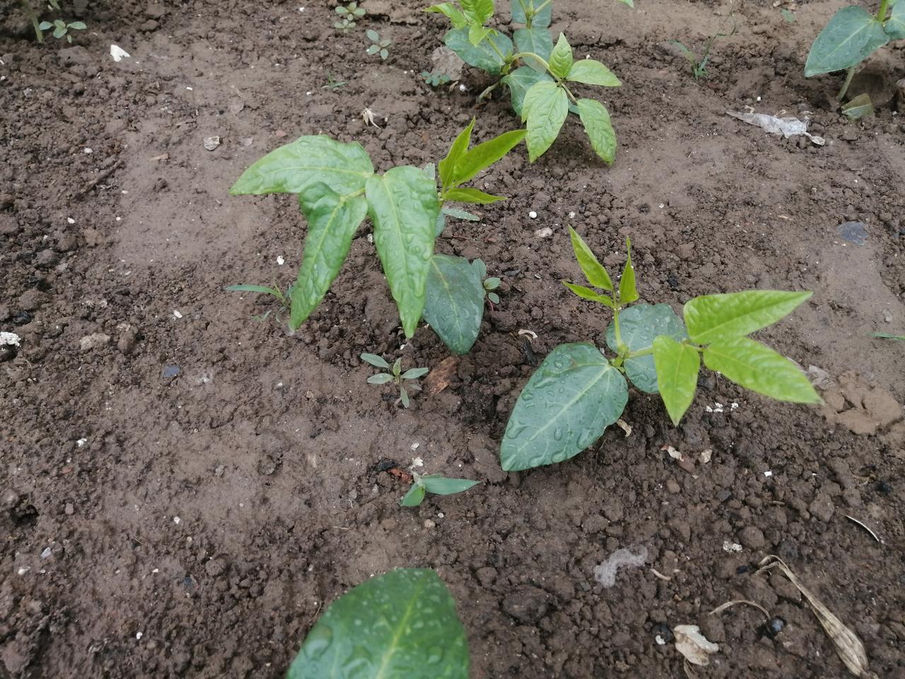 小菜园子豆角 每年谷雨前后，都会在自家那片小菜园里种上几垄豆角子，豆角子即豌豆。