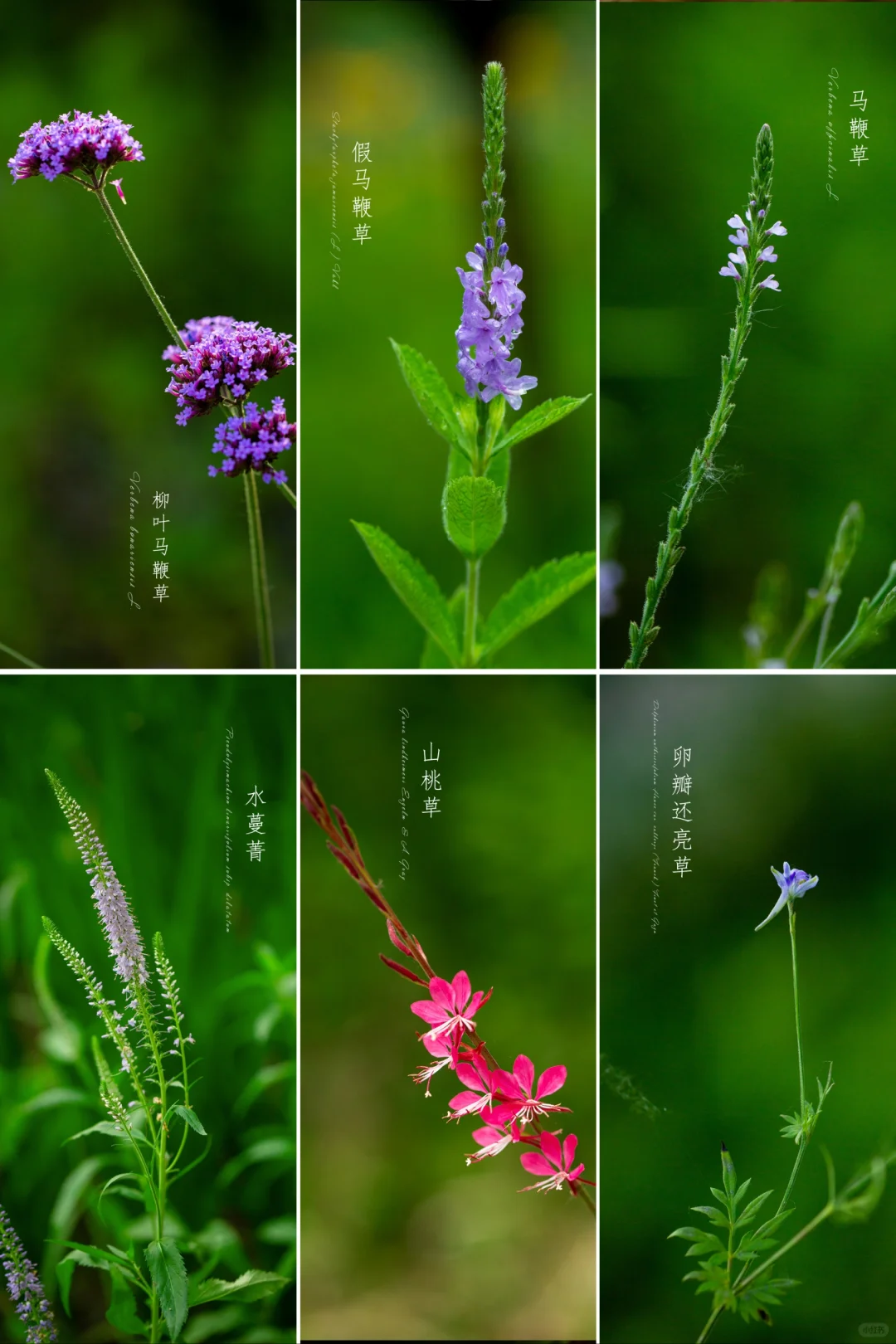 夏天的“马鞭草”来了，你见过那种？