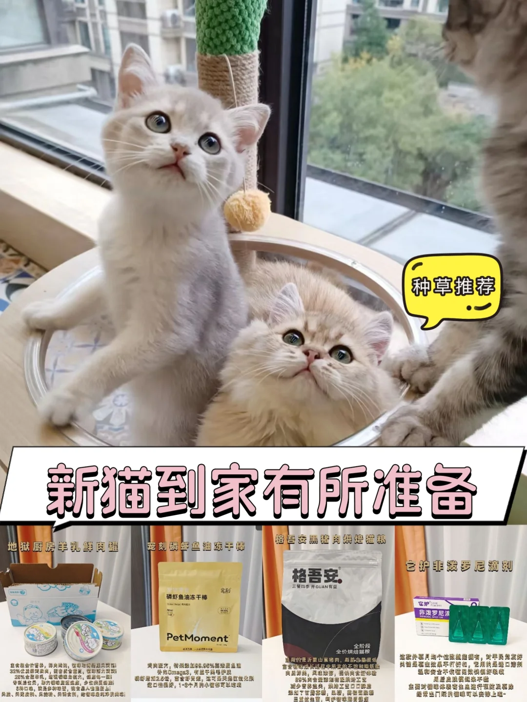 新猫到家有所准备🛒