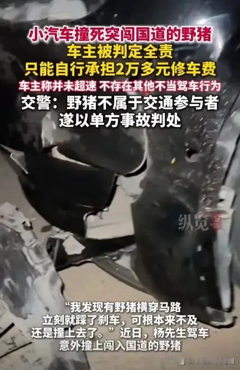 安徽六安，男子夜间开车在国道上正常行驶，谁知路边突然窜出来3头野猪，男子躲闪不及