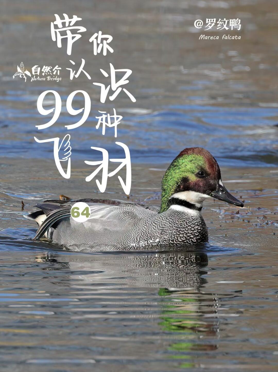 带你认识99种飞羽