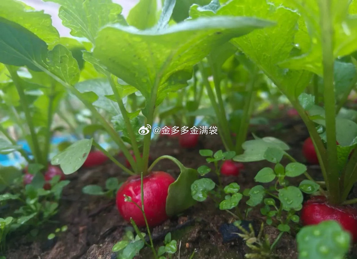 今天大概率是反弹为主，不必匆匆忙忙心急火燎操作。我站在光里，学会了忘掉短期的波动