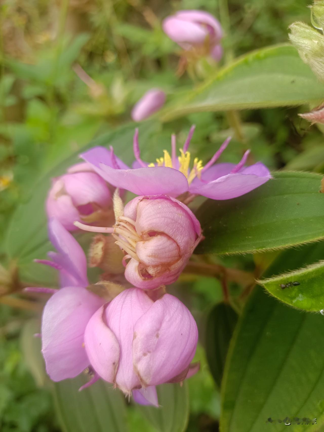 你们有认识这个花的吗？
记得小时候就喜欢吃这个花结的果子了，虽然说吃完牙齿给变那