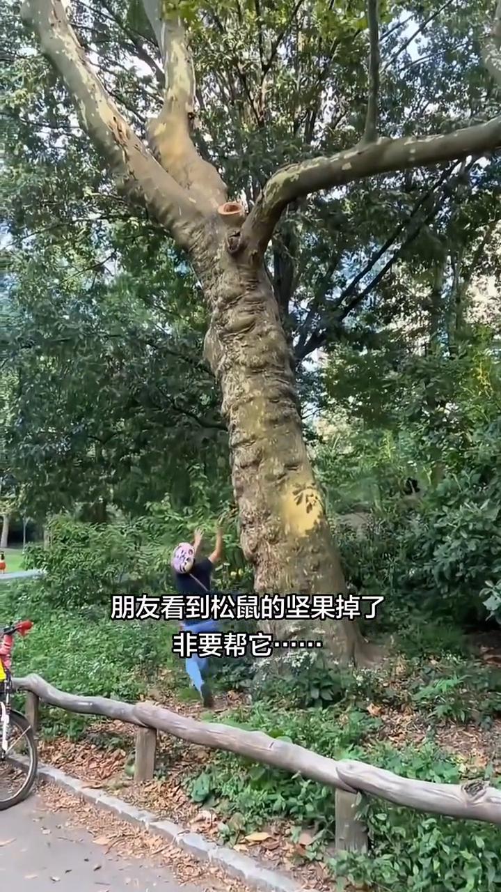 朋友看到松鼠的坚果掉了，非要帮它。