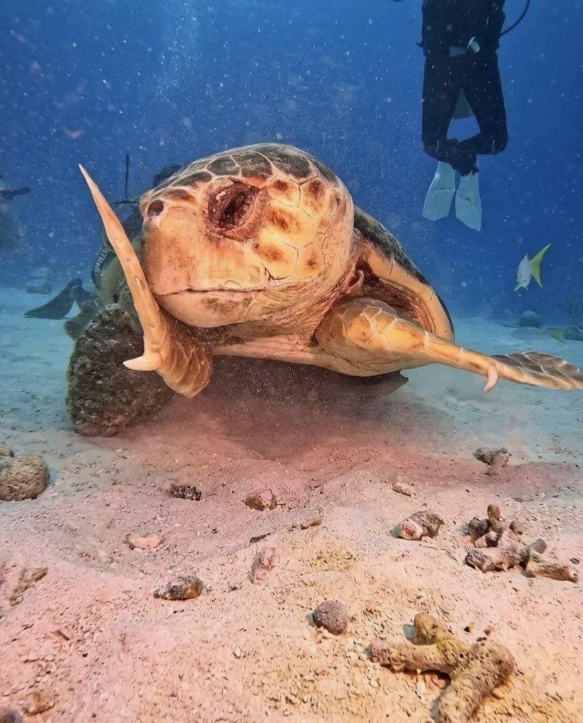 潜水员海底偶遇一只“社恐”海龟，被镜头捕捉到一脸害羞的模样走红～ 