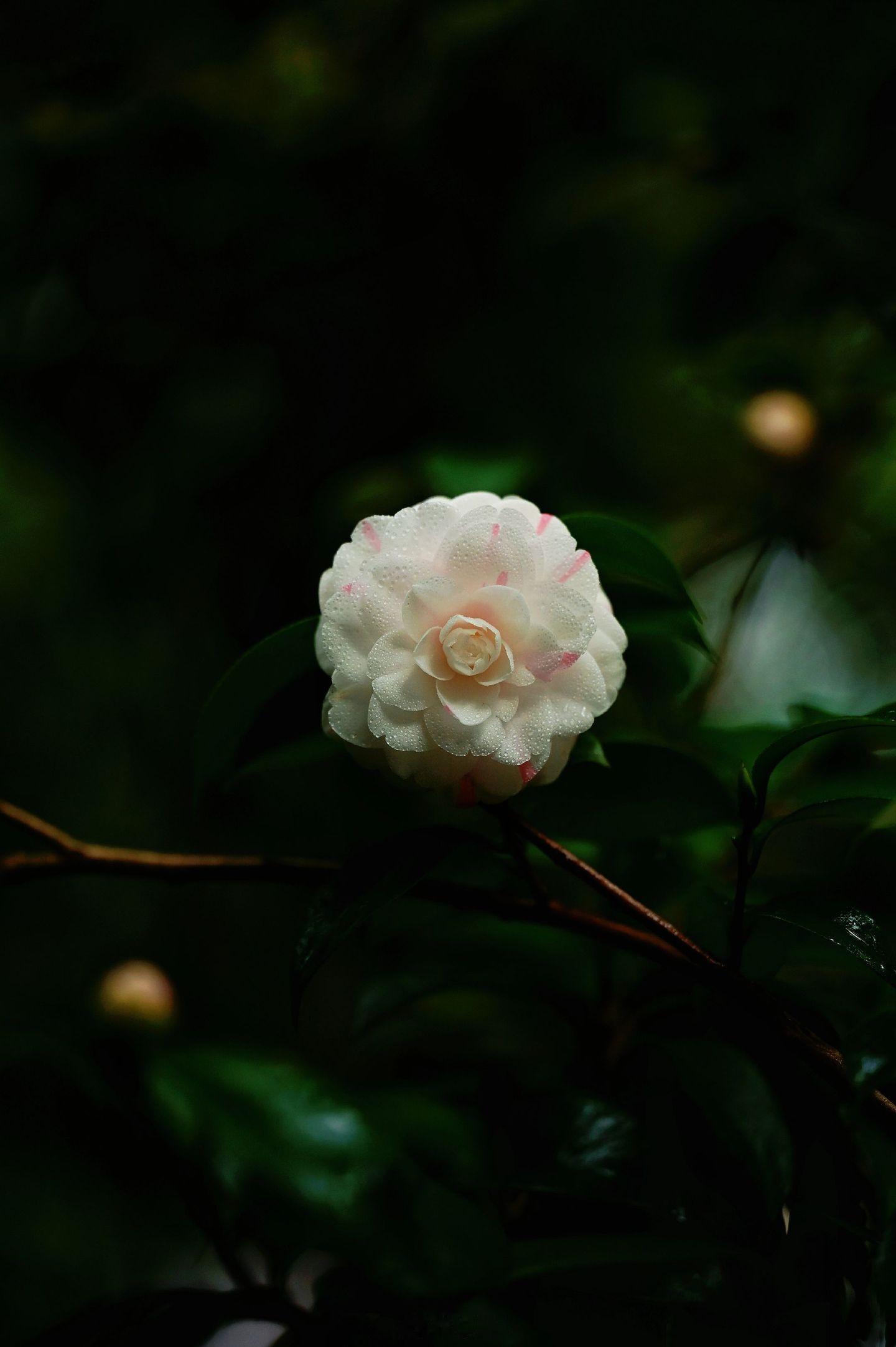 小菌 山茶不语，静待春风，繁枝虽暗，心有明霞 