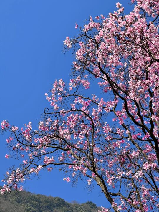 绵阳九皇山辛夷花真的杀疯了！！！！！！！！！！！！！