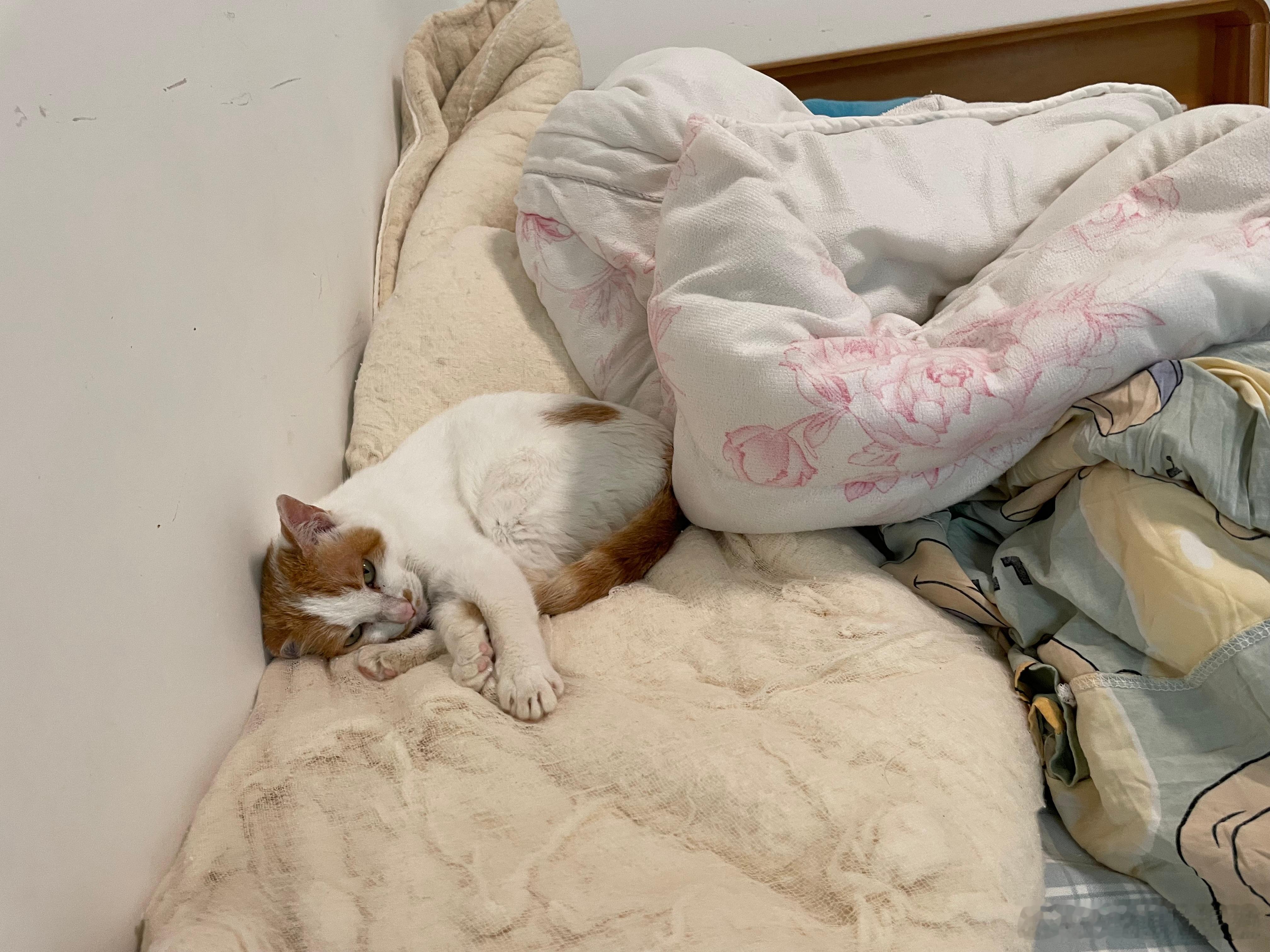 国际猫咪日