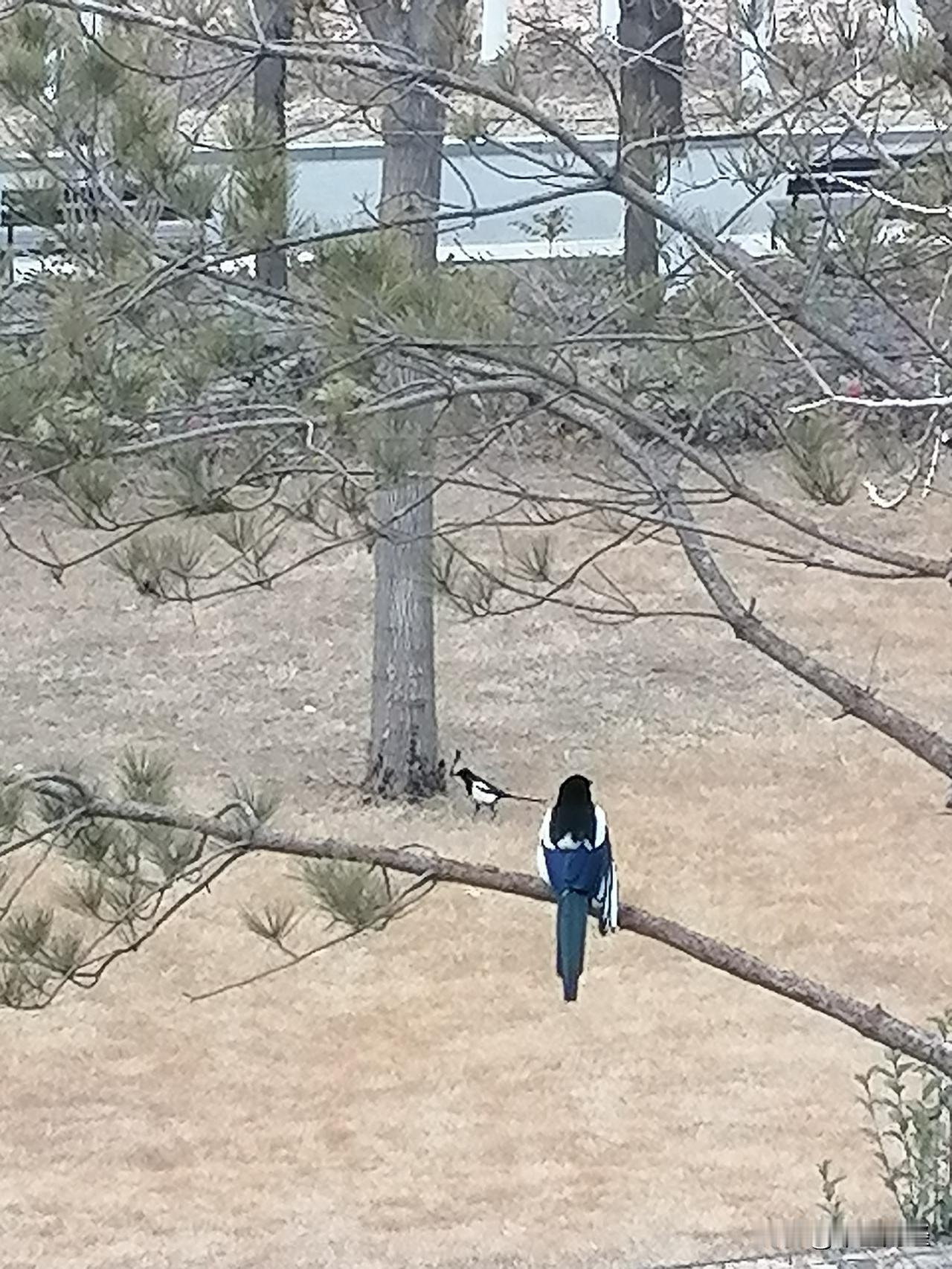 冬日生活打卡季冬日的喜鹊站在枝头，而在冬季，喜鹊捕捉猎物也是不容易的，因为在这个