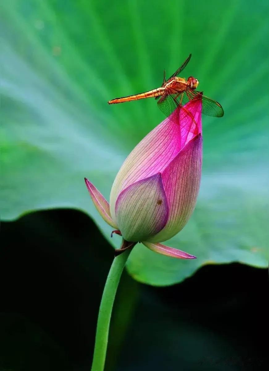 上联：夏雨荷花艳，
下联：秋风丹桂香。

扩容一下！[鼓掌]

上联：一簾夏雨荷