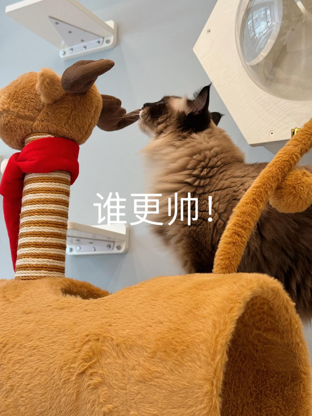 Deemer给孩子们买了新爬架，我家的爬架猫窝这两年都是她给买的，谢谢啦🙏[飞
