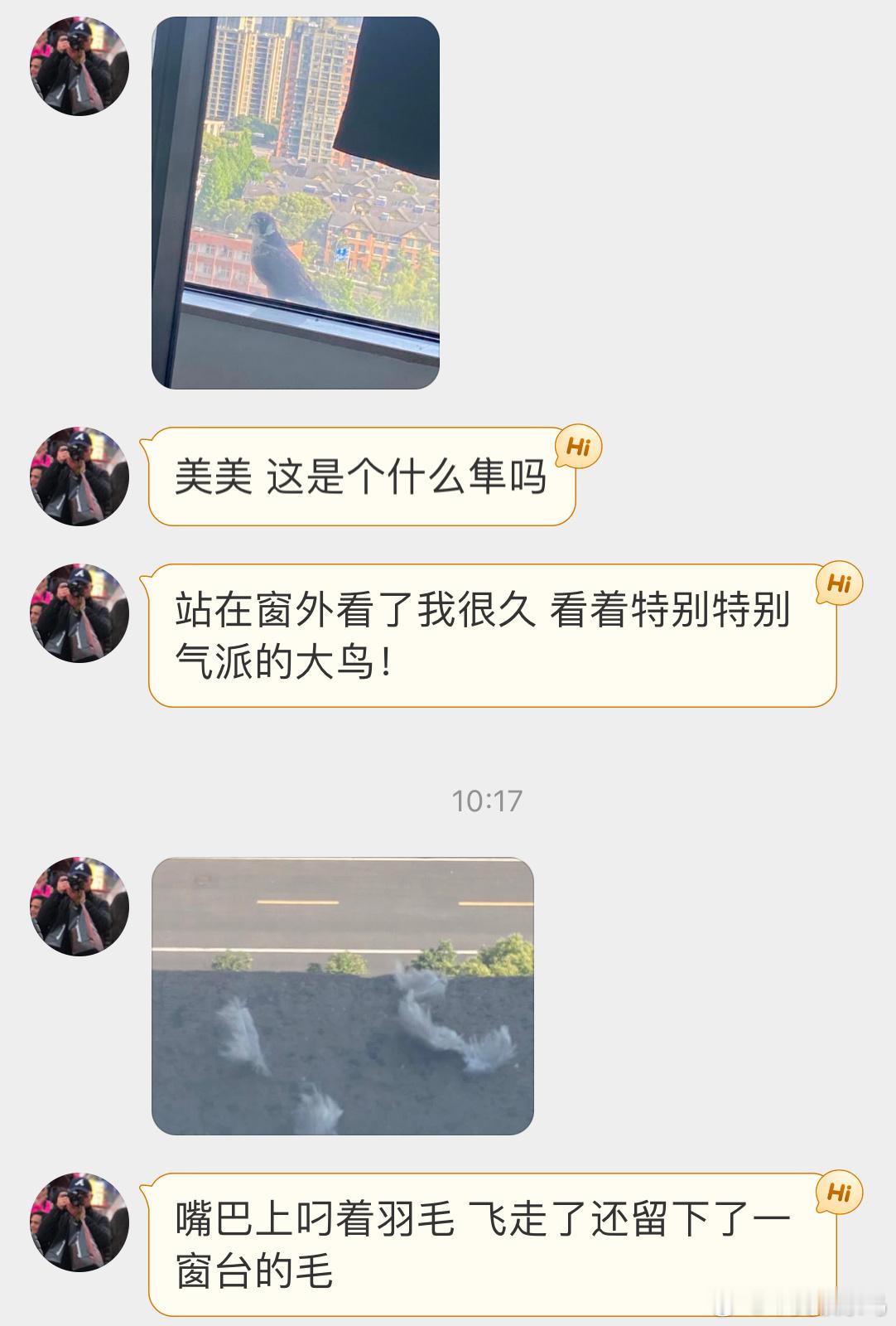 #鸟粉投稿# 窗外的游隼它刚在这里吃过饭🙊拔的是咕咕的毛毛 ​​​