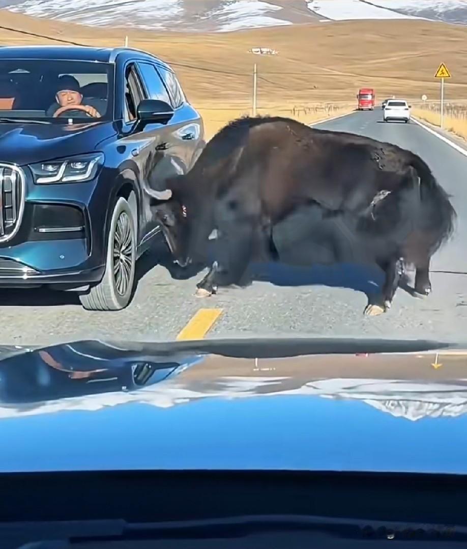 遇上路霸了！[捂脸]